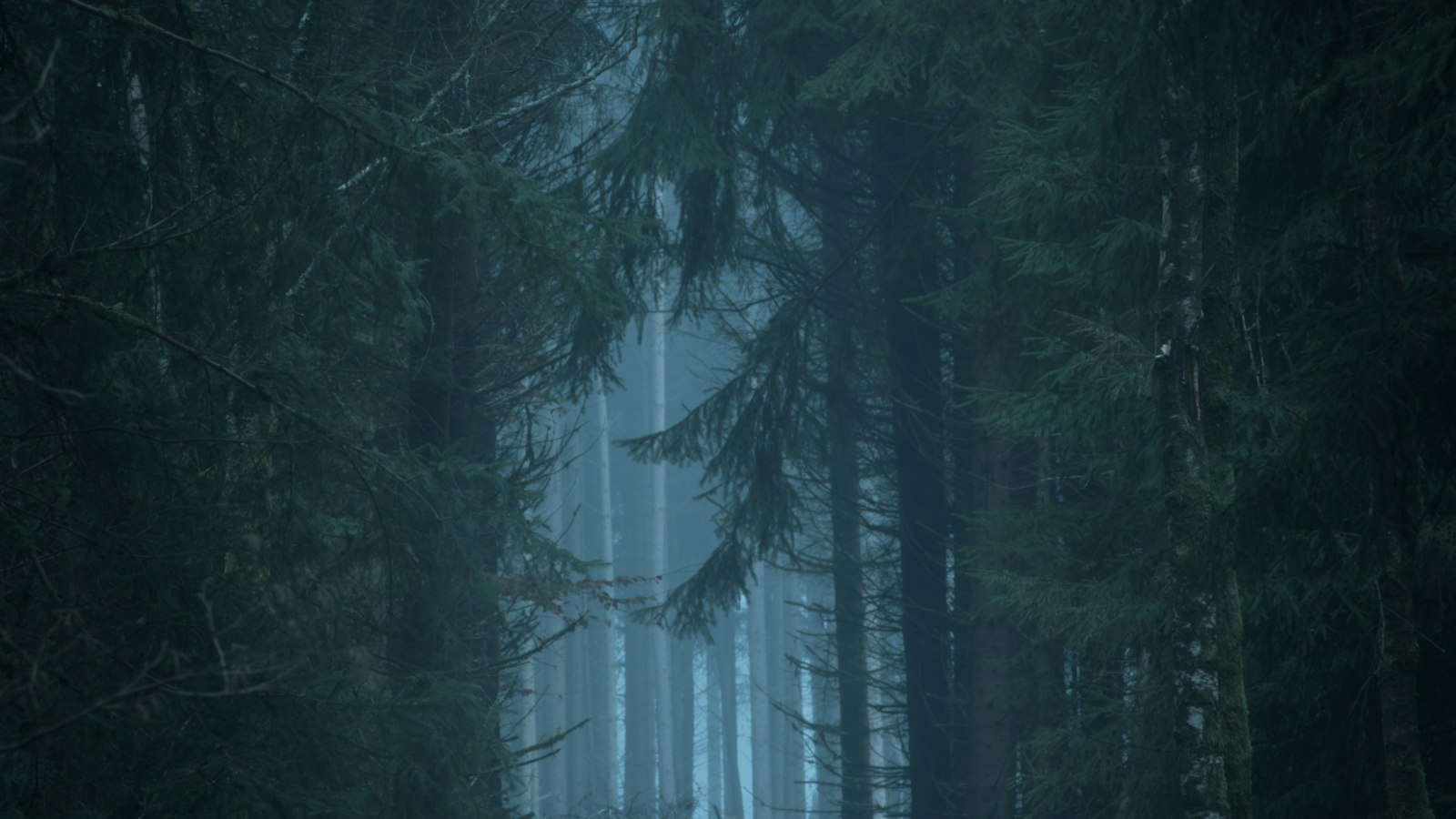 A dark forest under a low, heavy sky